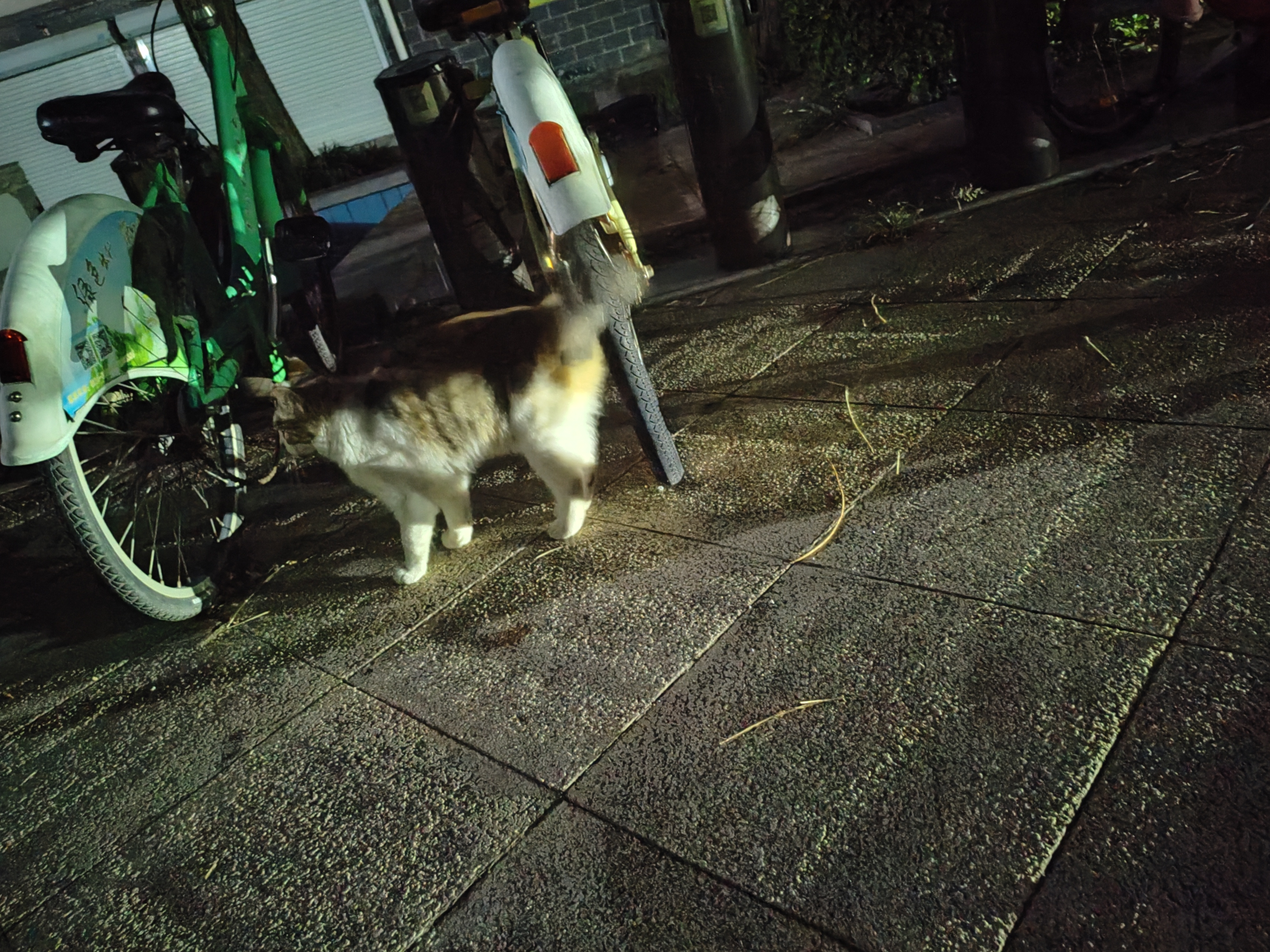 發現一隻小貓！